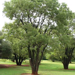 Bolesanthus speciousus (100L)