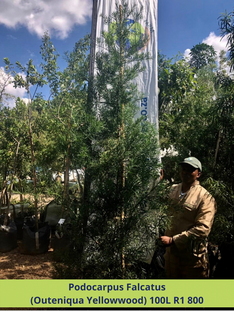 Garden Centre – Willow Feather Farm